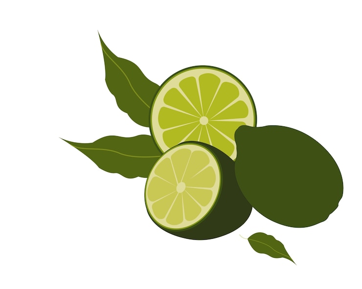 Vector set green lemon or lime, whole and slices. citrus. flat vector illustration