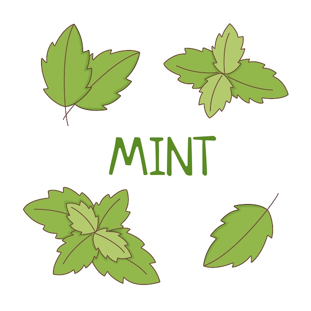 Vector set of green mint leaves