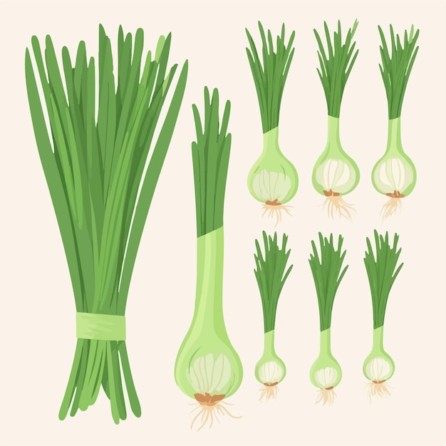 Vector a set of green onions with roots and roots.