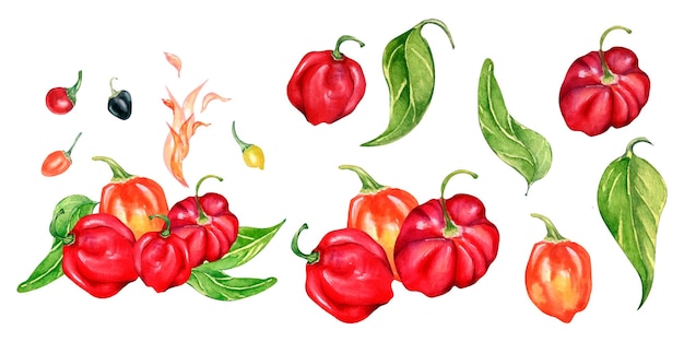 Set of habanero hot pepper watercolor illustration isolated on white background