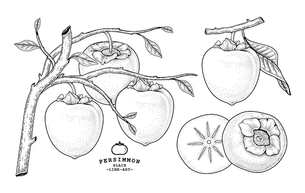Insieme dell'illustrazione botanica degli elementi disegnati a mano della frutta del cachi di hachiya