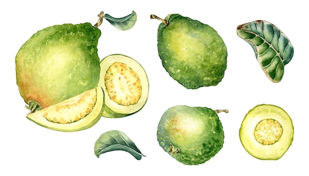 Set of half and slices guava watercolor illustration isolated on white Tropical fruit exotic apple