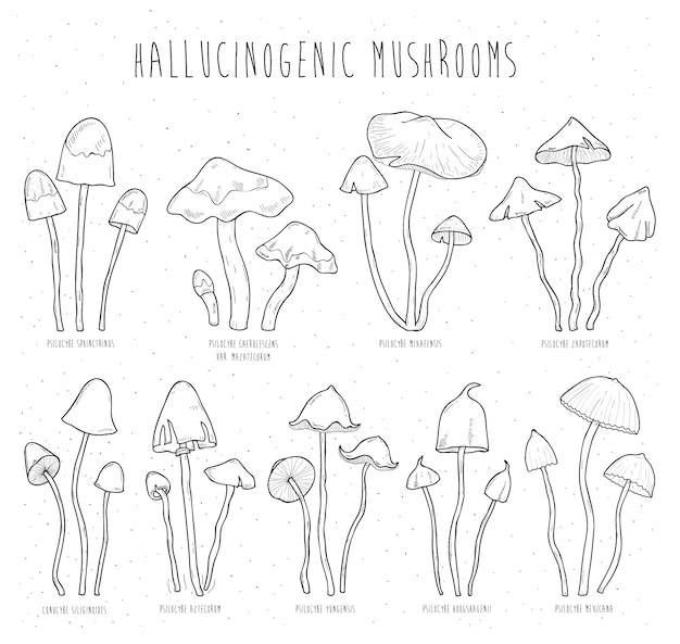 Impostare i funghi allucinogeni.