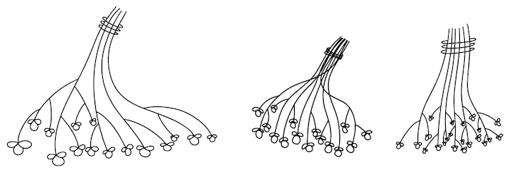 Vector set of hand draw berry on branch in outline doodle style. vector illustration.