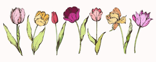 Impostare il disegno a mano di fiori primaverili-tulipani. illustrazione vettoriale