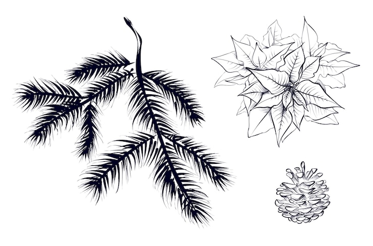 Vector a set of hand drawings of spruce branches cones poinsettia vector illustration