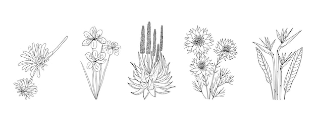 Vector set of hand drawn african native plants and flowers simple black and white vector illustration