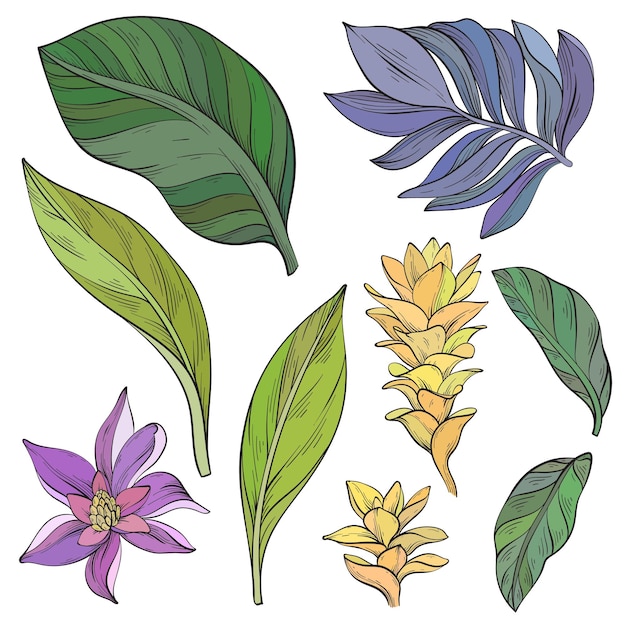 Vector set of hand drawn alpinia purpurata ginger flower tropical plants and leaves
