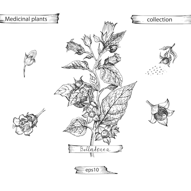 Vettore set disegnato a mano di belladonna vive e fiori in colore nero isolato su sfondo bianco design grafico vintage retrò disegno botanico stile incisione vettore