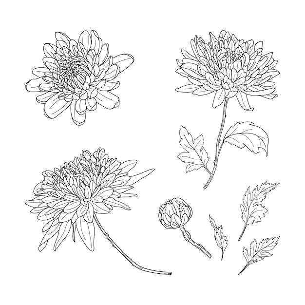 Vettore set di crisantemi di colore nero disegnati a mano. fiori autunnali in stile line art. fiori, boccioli, foglie