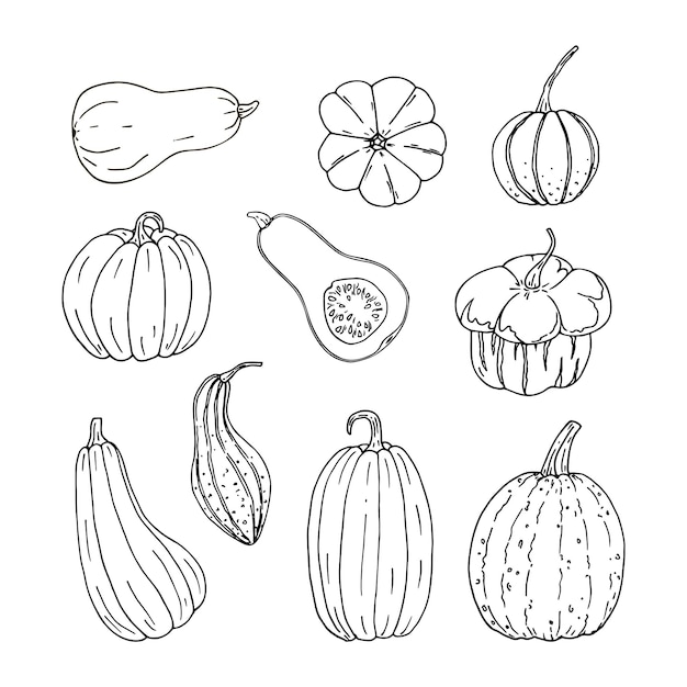 Set of hand drawn black color different pumpkins. Simple doodle style autumn illustration