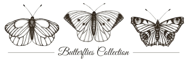 Set of hand drawn black and white butterflies. engraving retro illustration.