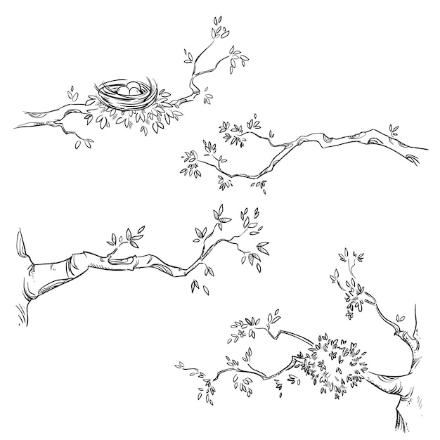 Cartoon Bird On A Tree Branch Outline Sketch Drawing Vector Branch Drawing  Branch Outline Branch Sketch PNG and Vector with Transparent Background  for Free Download