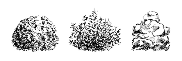 set of hand drawn bushes dendrology sketch collection graphic template