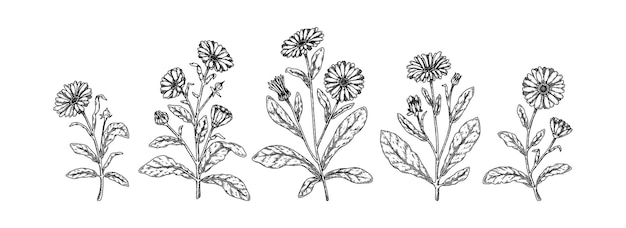 Set of hand drawn calendula flowers Vector illustration in sketch stile