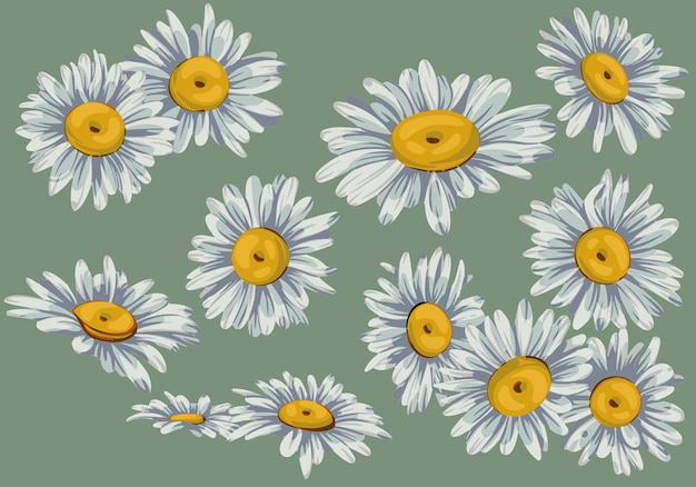 The set of hand drawn chamomile Close up