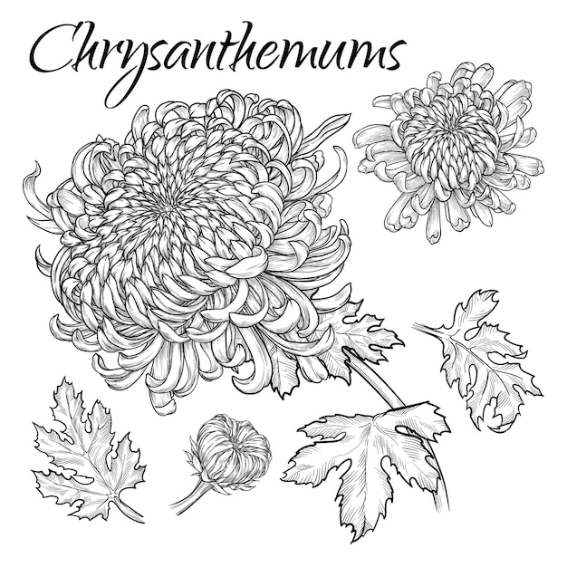 Set of hand drawn chrysanthemums with leaves and buds vector illustration isolated white background