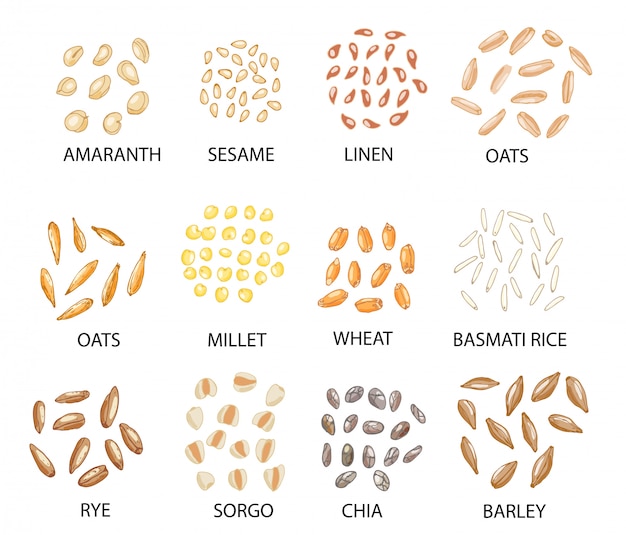 Vector set of hand drawn colored cereal grains.