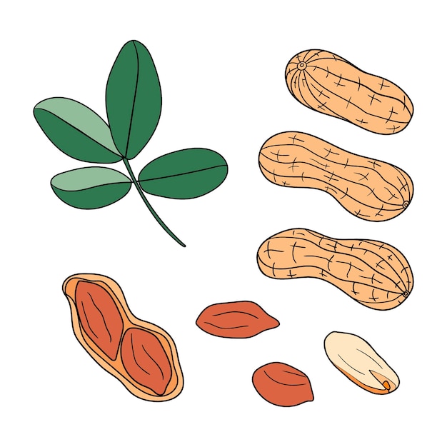 Vector set of hand drawn different peanuts without shell and in shell vector elements