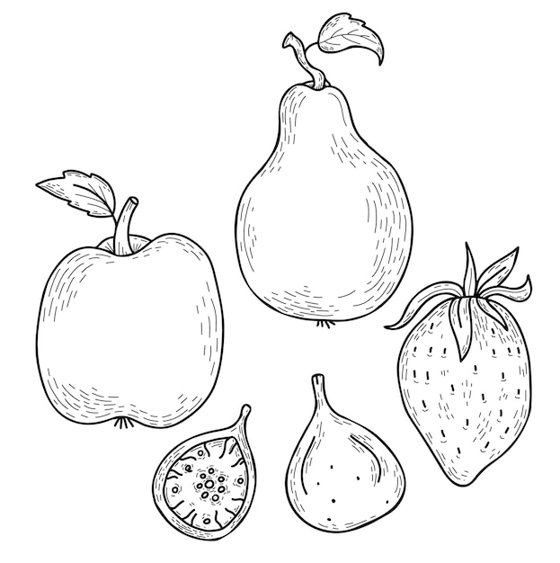 Set of hand drawn doodle fruits and berries apple and pear strawberry and fig Vector