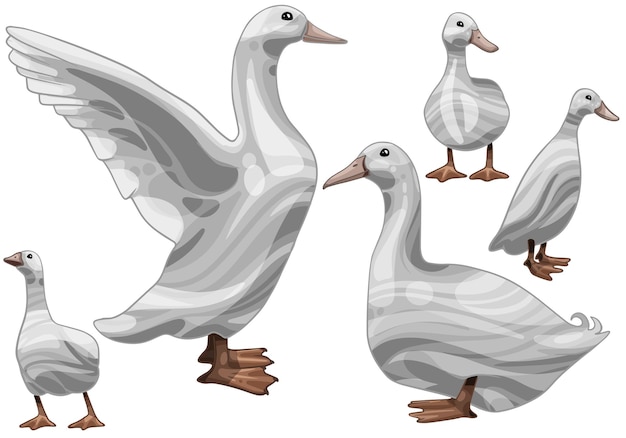 Set of hand drawn duck The breed of aylesbury duck