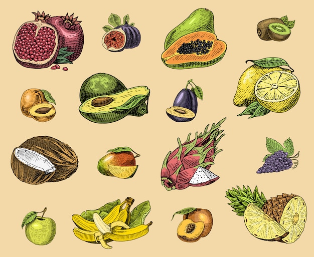 Vector set of hand drawn, engraved fresh fruits, vegetarian food, plants, vintage orange and apple, grape with coconut, dragonfruit, pear, peach, plum.