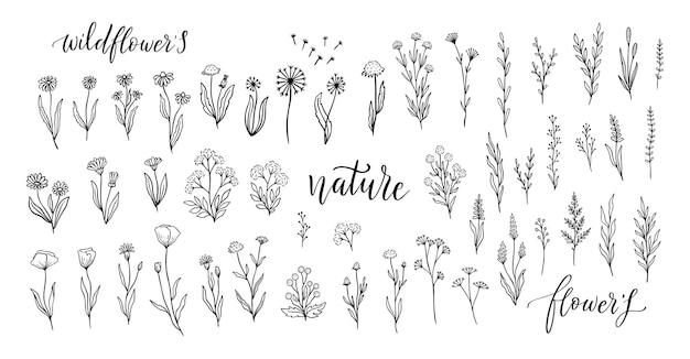 Set of hand drawn floral elements