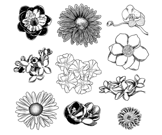 Vector set of hand drawn flower botanical drawing isolated on white background