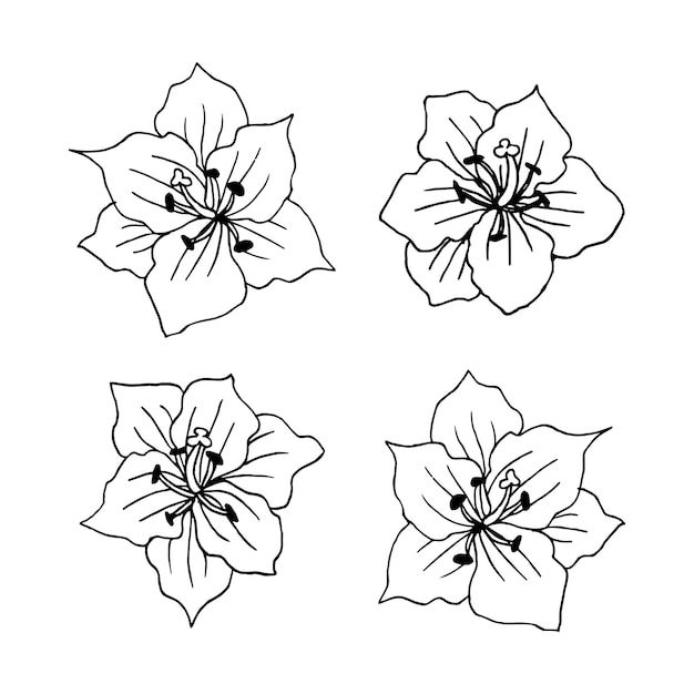手描きの花グラジオラスと葉のセット