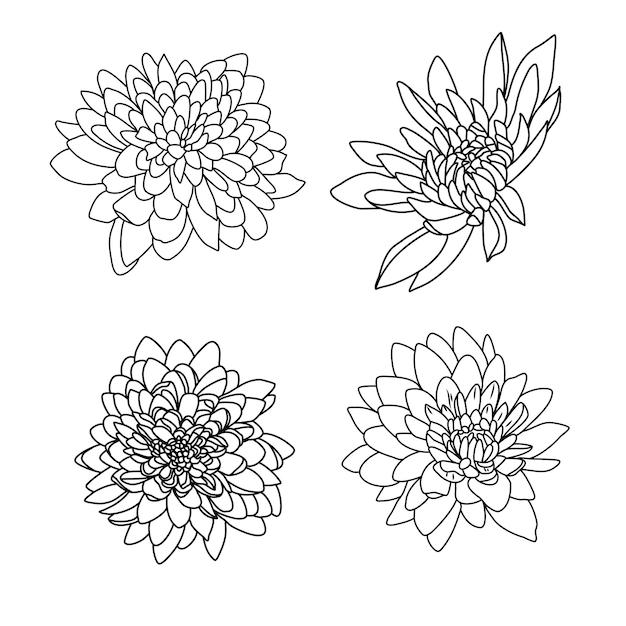 手描きの花のセット。菊セット。花の線画。花菊ベクトル