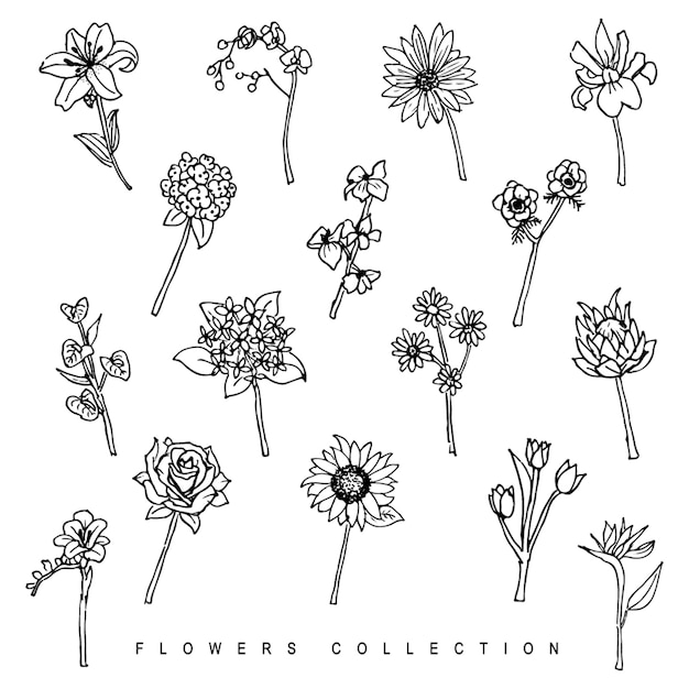 Vector set of hand drawn flowers element