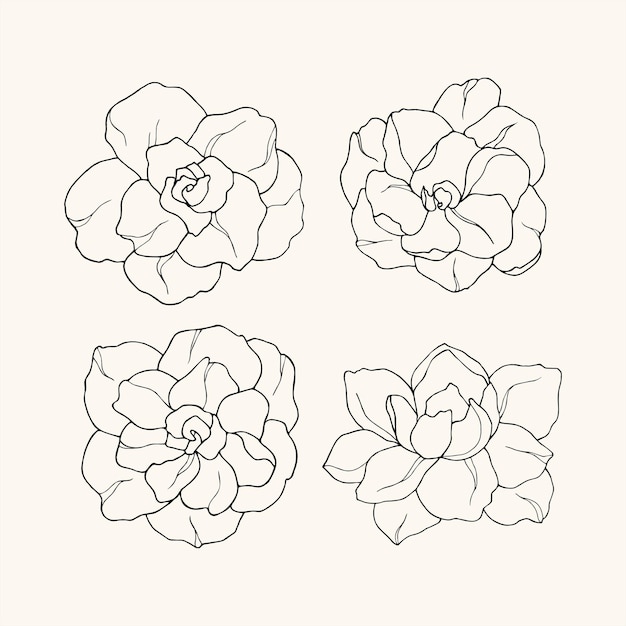 Set of hand drawn gardenia flowers