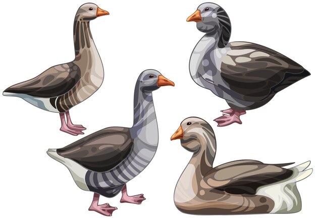 Set of hand drawn geese the breed of toulouse goose