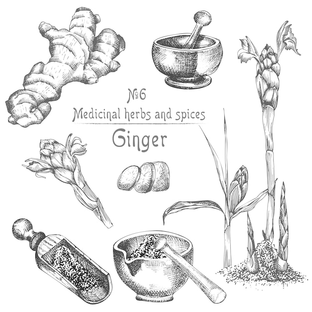 Set hand drawn of Ginger roots lives and flowers in black color isolated on white Bottle mortar pestle Retro vintage graphic design botanical sketch drawing engraving style