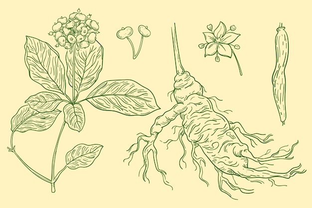 Set of hand drawn ginseng plant