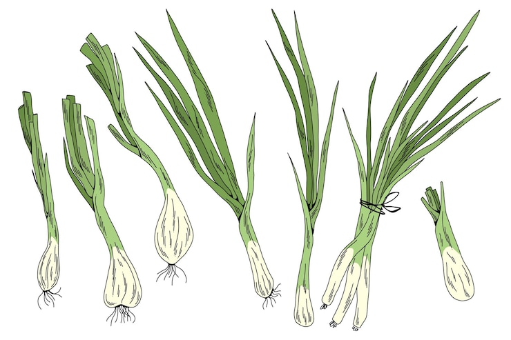 Vector set of hand drawn green onions colorful vector scallion illustrations isolated on white
