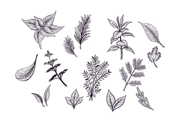 Набор нарисованных вручную травяных растений, специй, шаблонов для этикеток и кафе, ароматических растений