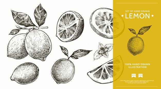 Set di illustrazioni di schizzi di limone disegnati a mano in stile vintage