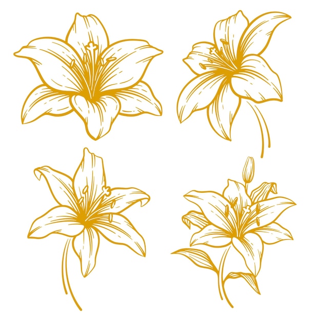 Vector set of hand drawn lily flower illustration lily flower line art collection