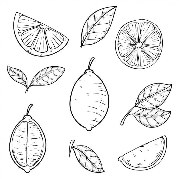 Vector set hand drawn lime vector