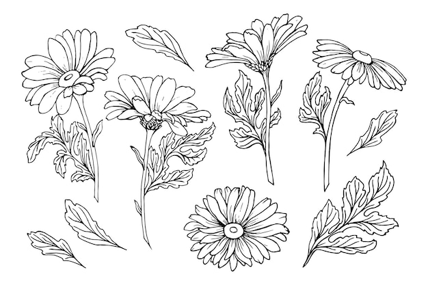 カモミールの花の手描きの線エレメントのセット。装飾用の白黒図面。