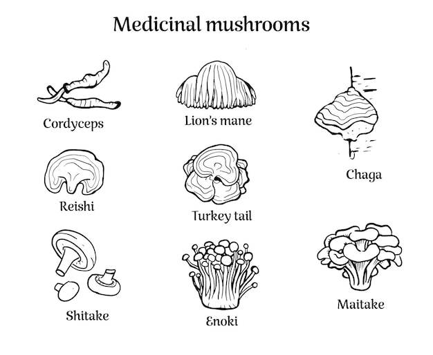 Set of hand drawn medicinal mushrooms