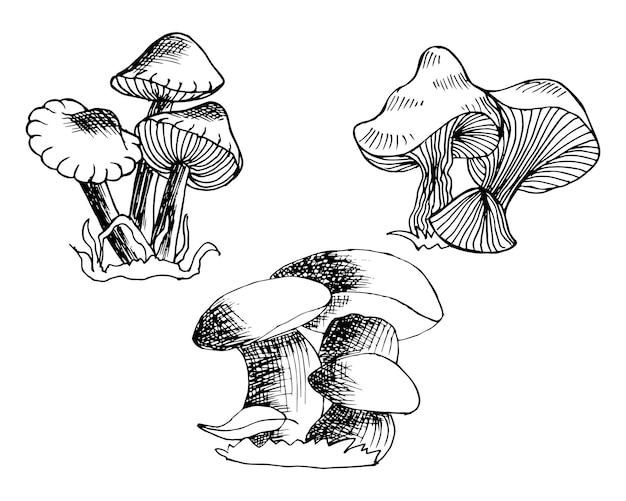 Set of hand drawn mushrooms, line art