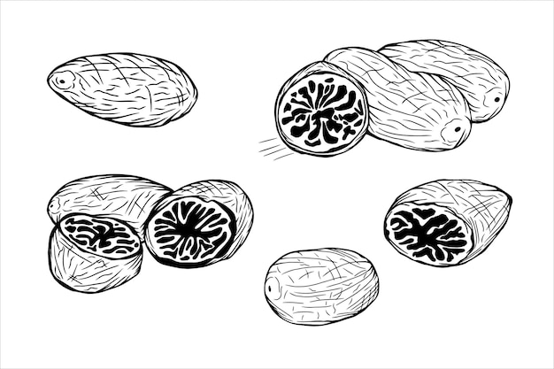 Set of hand drawn nutmeg whole, half and slices, Isolated black on white elements for design