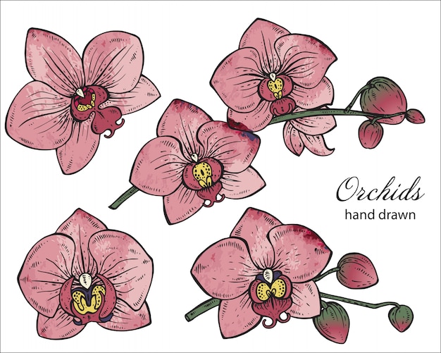 Set of hand drawn orchid branches with flowers.