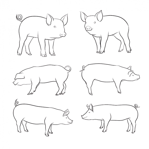 Set of hand drawn pig