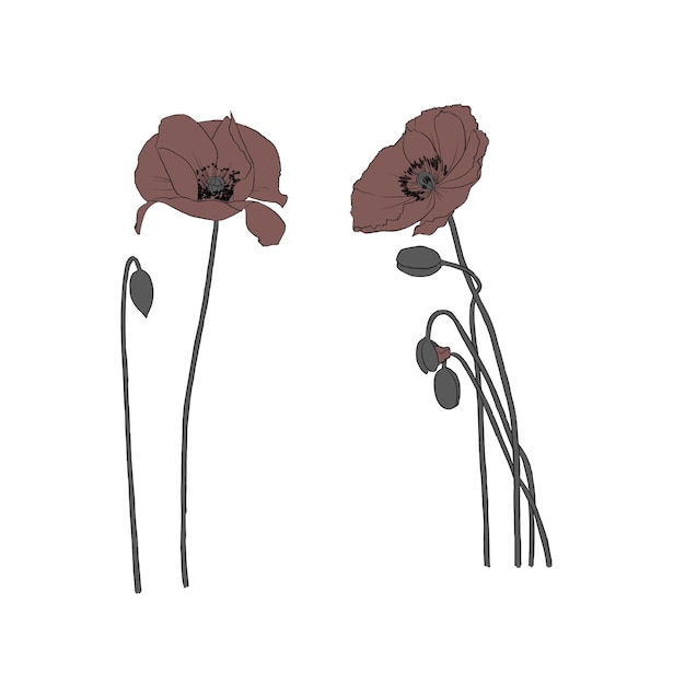 Vettore set di fiori di papaveri disegnati a mano in stile minimalista