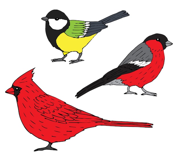 Vector set of hand drawn red cardinal tit and bullfinch birds