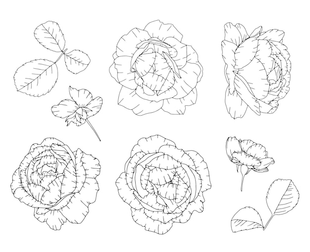 Set of hand drawn rose elements Doodle vector illustration