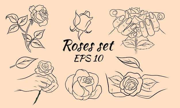 Set di rose disegnate a mano, boccioli di rosa e foglie. linea roses. decorazione e decorazioni. set di illustrazioni vettoriali.